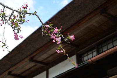海蔵寺0328