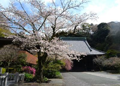 妙本寺0328