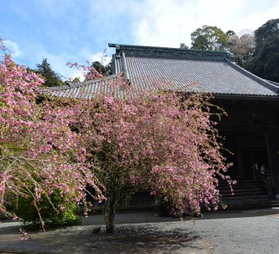 妙本寺0328