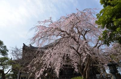 本覚寺0327