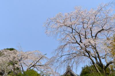 安国論寺0327