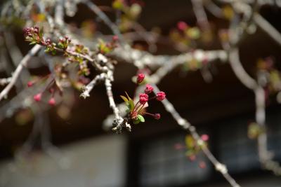 海蔵寺0325