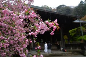 妙本寺0403
