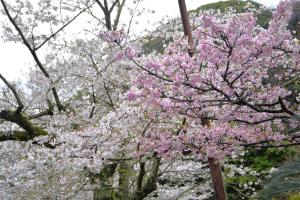 妙本寺0403