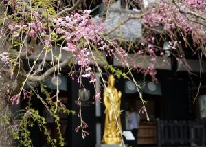 長谷寺0407