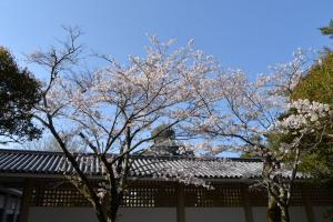 高徳院0409
