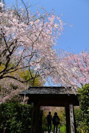 明月院0409