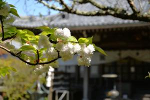 安国論寺0409