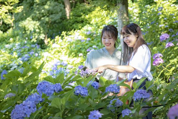 あじさい色に染まる旅