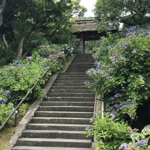 東慶寺のあじさい