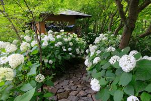 一条恵観山荘のあじさい