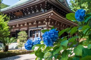 円覚寺のあじさい