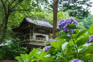 浄智寺のあじさい