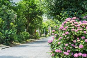荏柄天神社のあじさい