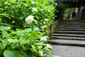 明月院0522