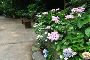 長谷寺0526③