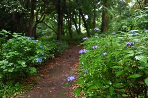 葛原岡神社あじさい6月3日
