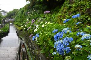成就院あじさい6月3日