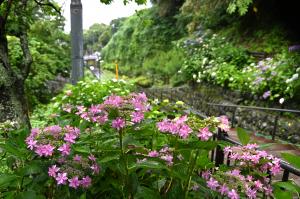 成就院あじさい6月3日