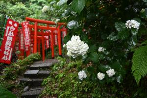 佐助稲荷神社あじさい6月3日