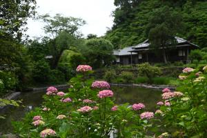 回春院大覚池アジサイ