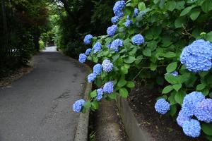 建長寺あじさい