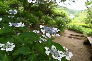 浄妙寺散策路