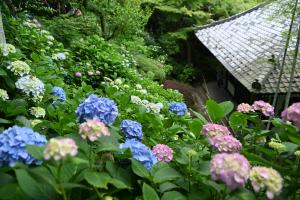 長谷寺あじさい路経蔵あじさい
