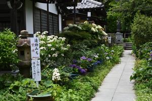円覚寺境内にある塔頭の松嶺院のあじさい
