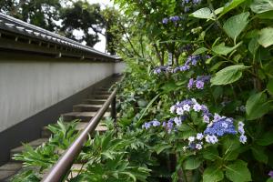 円覚寺境内にある塔頭の松嶺院のあじさい