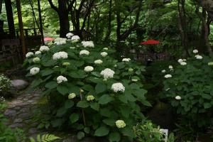 一条恵観山荘あじさい