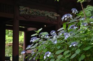 妙本寺0616①