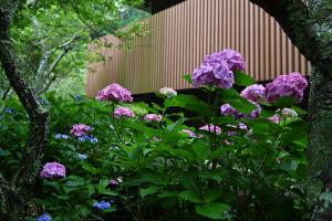 妙本寺0616②