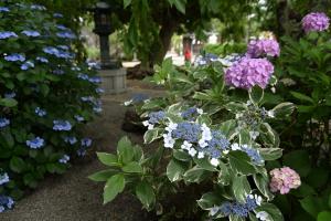 本覚寺0616①