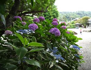 本覚寺0616②