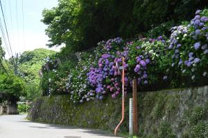 通玄橋～瑞泉寺への道沿い0616②