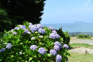 稲村ヶ崎公園あじさい