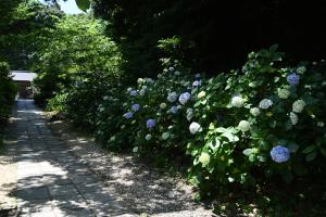 葛原岡神社あじさい