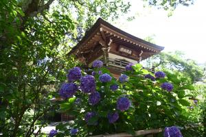 浄智寺あじさい