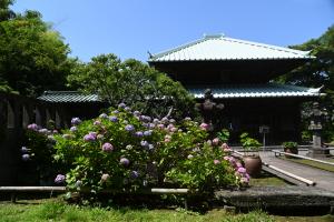 英勝寺あじさい