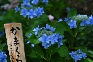 長谷寺0626②