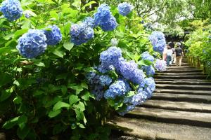 明月院0626①