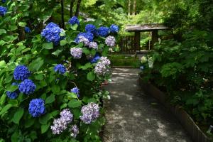 明月院0626②