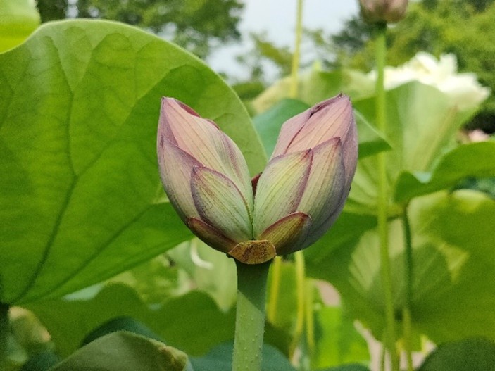 蓮