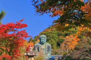 高徳院の紅葉