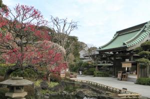 長谷寺の梅