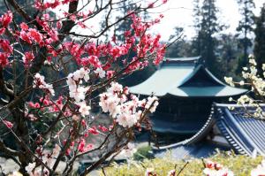 円覚寺の梅