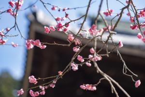 妙本寺の梅