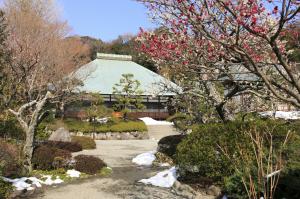 浄妙寺の梅