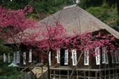 杉本寺の画像